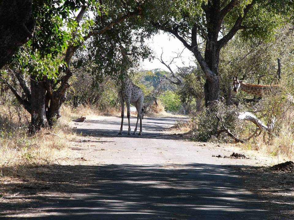 P1070437-Giraffes.JPG