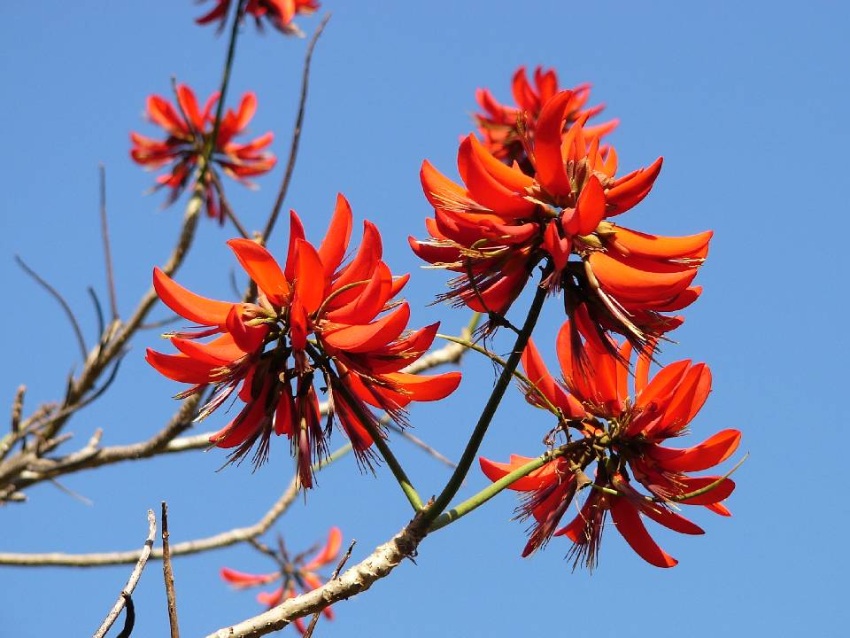 P1090104 RedFlowers