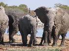 Elephants in Etosha