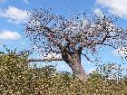 Large Baobab Tree in Chobe NP, Botswana