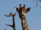 Giraffe in Kruger NP