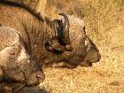 Buffalos in Thorny Bush game reserve