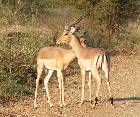 Impalas in Kruger NP