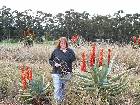 Amazing Aloes of Garden Route