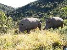 Rhinos of Buffalo Hills