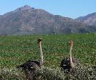 Ostriches in Klein Karoo
