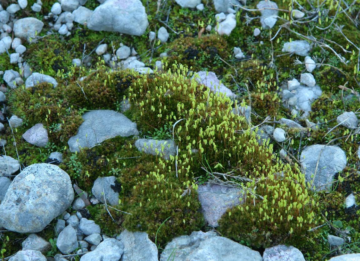 http://www.omniplan.hu/20070203-04-Velebit/L/IMG_9066-Moss.jpg